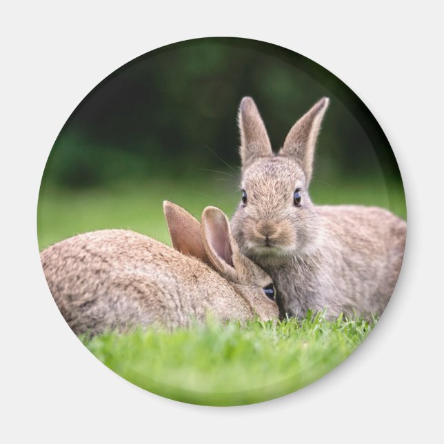 Aimant Animaux de bébés cutest | Lapins de lapin sauvage (Devant)