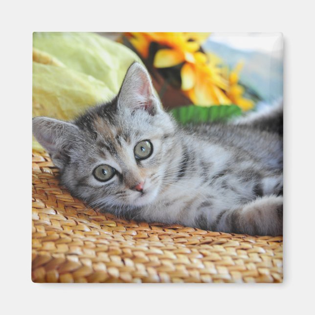 Aimant Animaux de bébés cutest | Lounge Kitten (Devant)