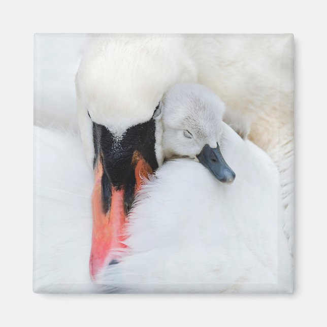 Aimant Animaux de bébés cutest | Mère et bébé Mute Swan (Devant)