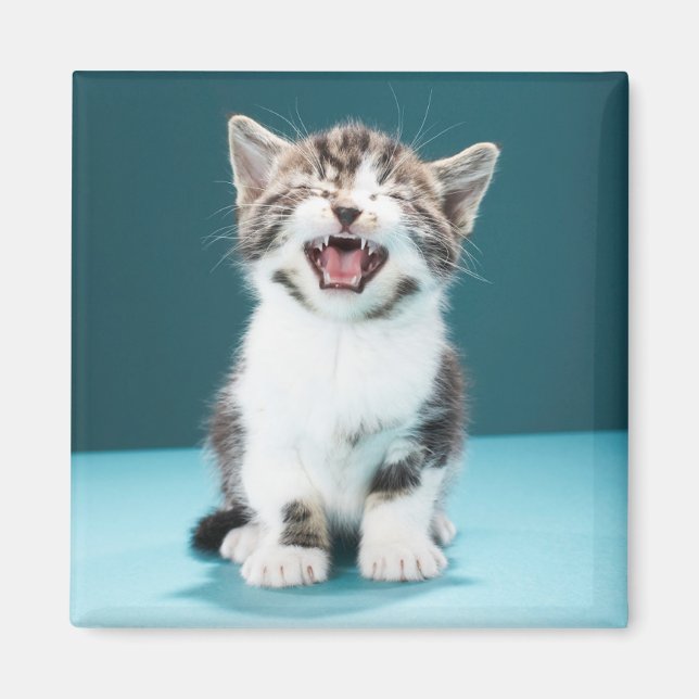 Aimant Animaux de bébés cutest | Mewing Baby Kitten (Devant)