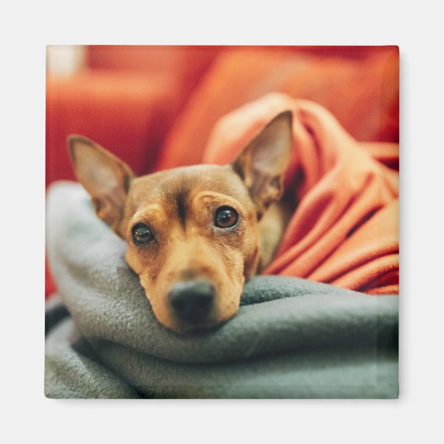 Aimant Animaux de bébés cutest | Miniature Pinscher (Devant)