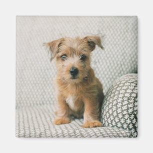 Aimant Animaux de bébés cutest Norfolk Terrier Puppy