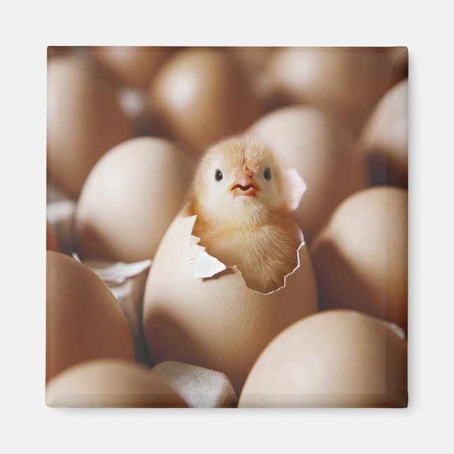 Aimant Animaux de bébés cutest | Nouveau bébé poussin (Devant)
