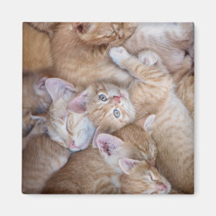 Aimant Animaux de bébés cutest Orange Kitten Pile