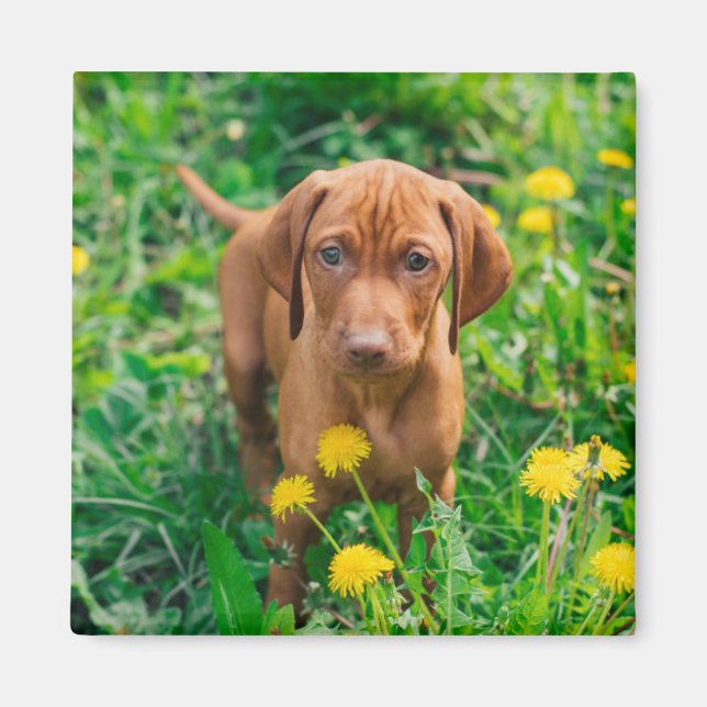 Aimant Animaux de bébés cutest | Pointeur (Devant)