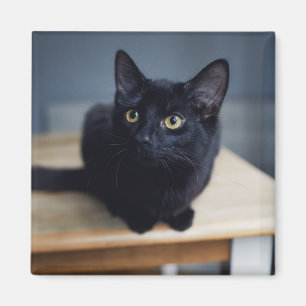 Aimant Animaux de bébés cutest Portrait d'un chat noir