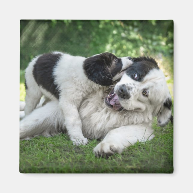 Aimant Animaux de bébés cutest | Remorque (Devant)