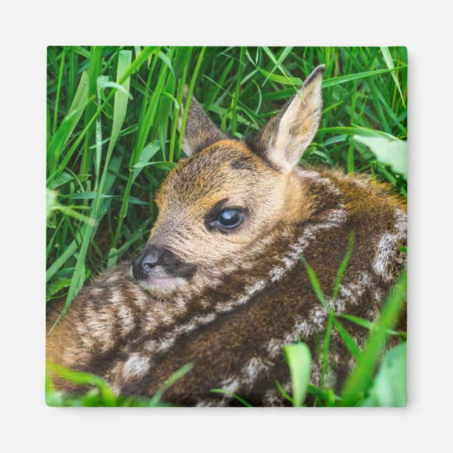 Aimant Animaux de bébés cutest | Roe Deer Baby (Devant)