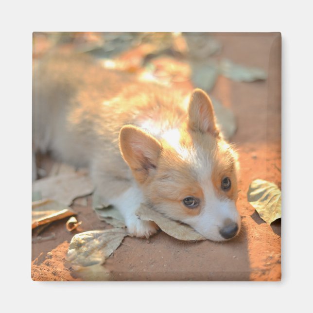 Aimant Animaux de bébés cutest | Shy Corgi (Devant)