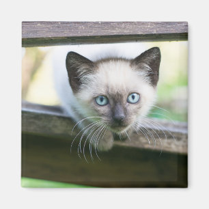 Aimant Animaux de bébés cutest Siamese Kitten 2