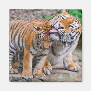 Aimant Animaux de bébés cutest   Sibérie Tiger Famille