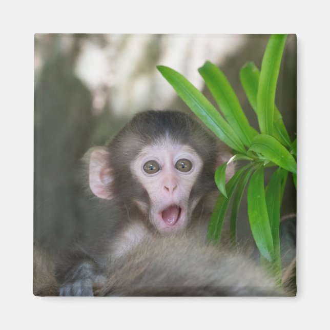 Aimant Animaux de bébés cutest | Singe des neiges surpris (Devant)
