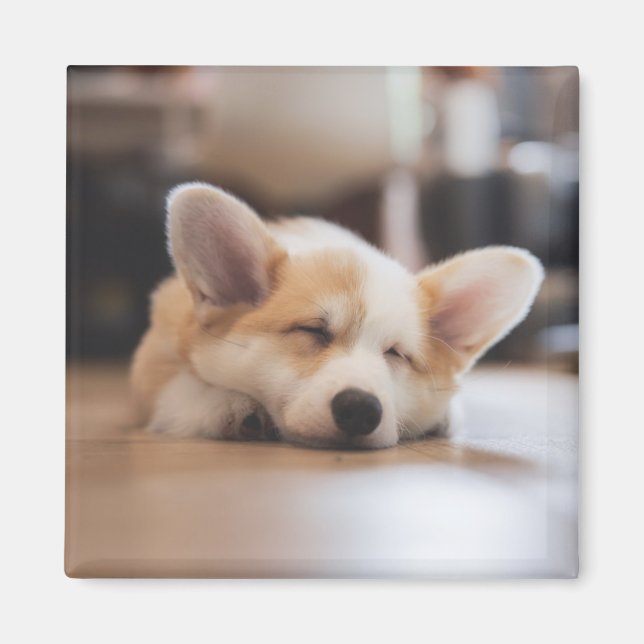 Aimant Animaux de bébés cutest | Sleepy Corgi (Devant)