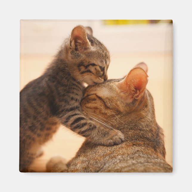 Aimant Animaux de bébés cutest | Tabby Kitten Kiss (Devant)
