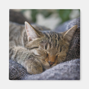 Aimant Animaux de bébés cutest Tabby Kitten Sommeil