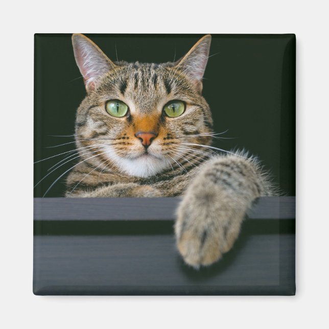 Aimant Animaux de bébés cutest | Tête de chat gris Tabby (Devant)
