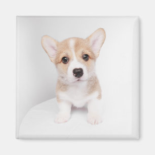Aimant Animaux de bébés cutest Tiny Corgi
