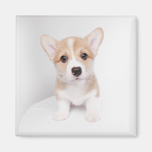 Aimant Animaux de bébés cutest | Tiny Corgi (Devant)