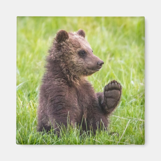 Aimant Animaux de bébés cutest | Vague d'ours Brown (Devant)