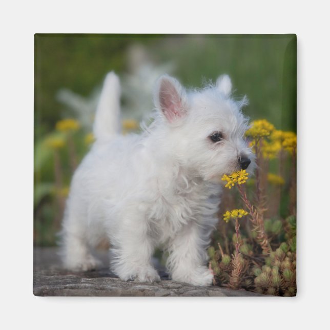 Aimant Animaux de bébés cutest | West Highland White Terr (Devant)