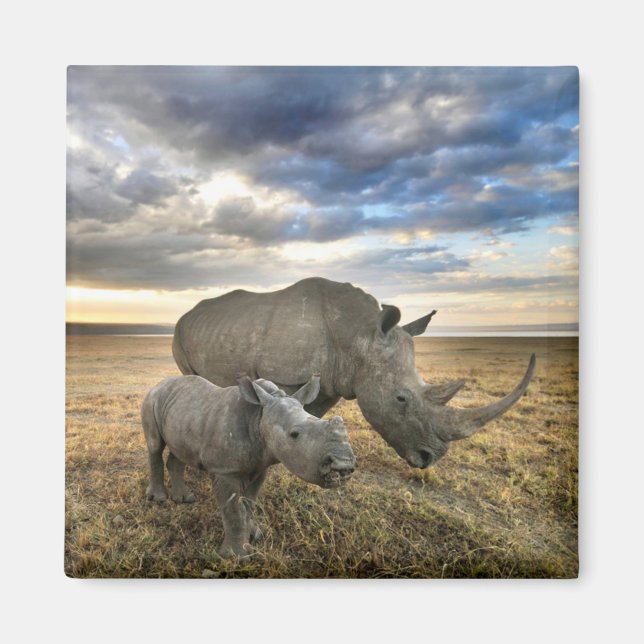 Aimant Animaux de bébés cutest | White Rhino & Calf (Devant)