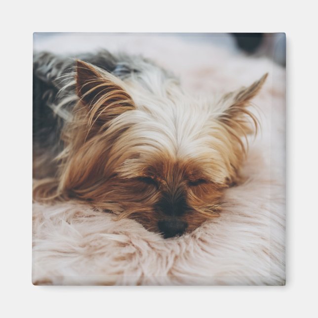 Aimant Animaux de bébés cutest | Yorkshire Terrier (Devant)
