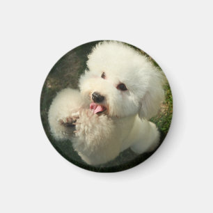 Aimant Animaux domestiques, chien, caniche