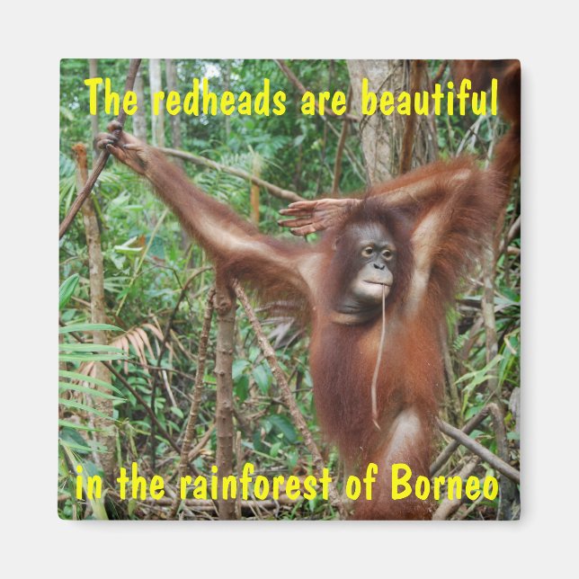 Aimant Animaux humoristiques (Devant)