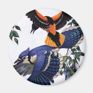 Aimant Animaux sauvages oiseaux vintage, geais bleus vola