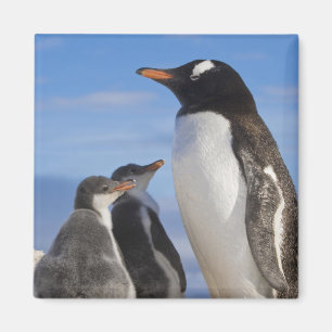 Aimant Antarctique, Anse Neko. Manchot gentoo 2