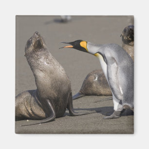 Aimant Antarctique, île de Géorgie du Sud (Royaume-Uni),
