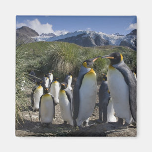 Aimant Antarctique, île de Géorgie du Sud Royaume-Uni), r
