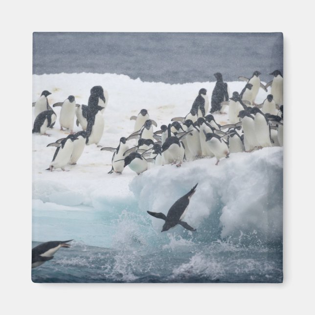 Aimant Antarctique, île Paulet. Manchots Adélie (Devant)