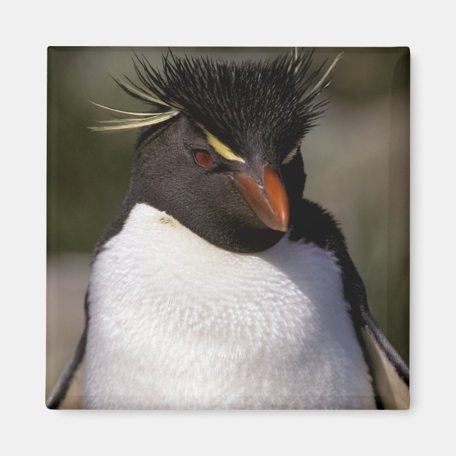 Aimant Antarctique, îles sub-antarctiques, Sud 5 (Devant)