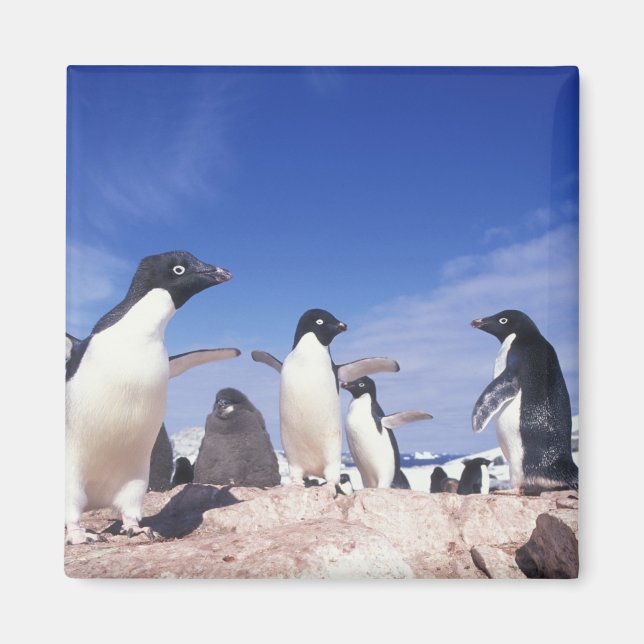 Aimant Antarctique, Manchot Adélie Pygoscelis (Devant)