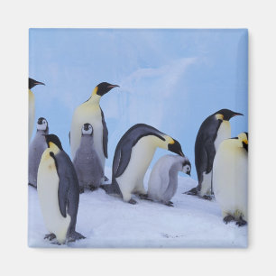 Aimant Antarctique, Manchots empereurs