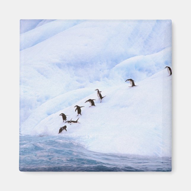 Aimant Antarctique, péninsule Antarctique. Gorget (Devant)