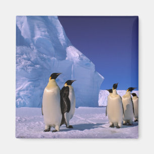 Aimant Antarctique, Territoire antarctique australien, 7
