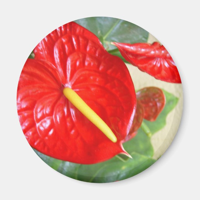 Aimant Anthurium (Devant)