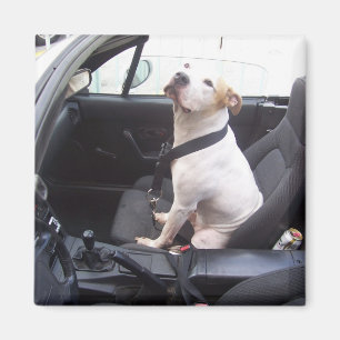 Aimant Anti Michael Vick