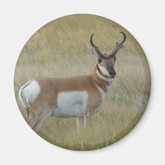 Aimant Antilope d'Amérique A1 (Devant)