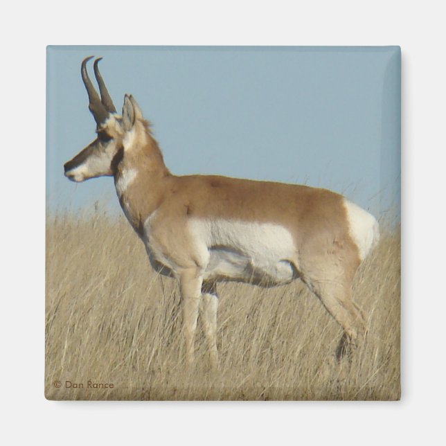 Aimant Antilope d'Amérique A46 (Devant)