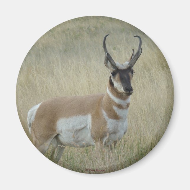 Aimant Antilope d'Amérique A8 Grand Buck (Devant)