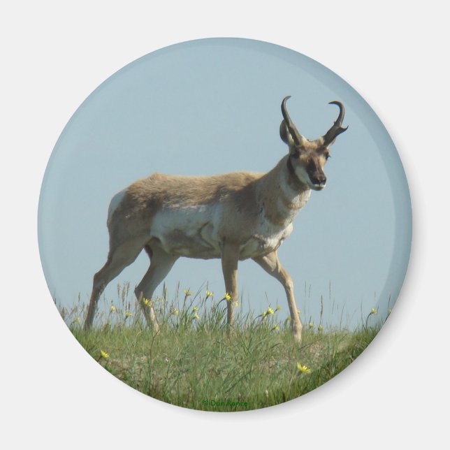 Aimant Antilope Pronghorn A10 marchant à travers des fleu (Devant)
