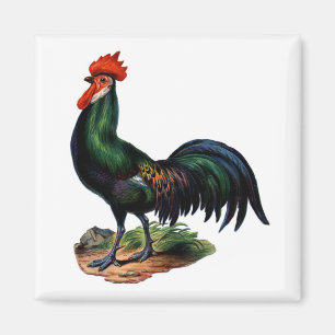 Aimant Antique coq de Green Feathers