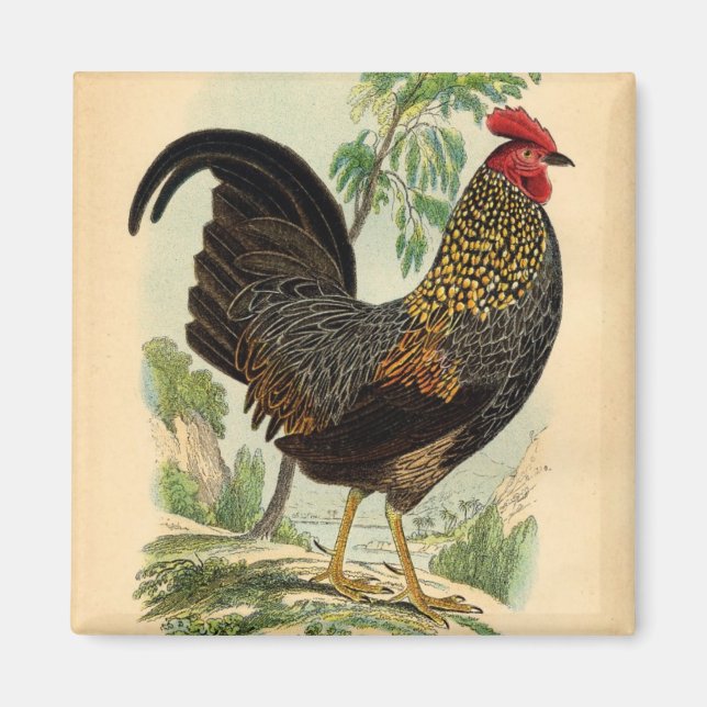 Aimant Antique Imprimer Cockerel Vintage coq au coq au co (Devant)