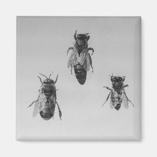 Aimant Apiariste de l'abeille de la reine Drone