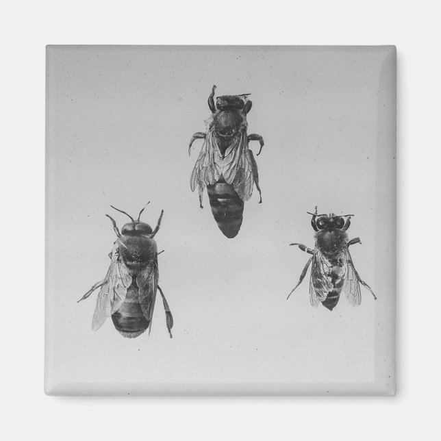 Aimant Apiariste de l'abeille de la reine Drone (Devant)