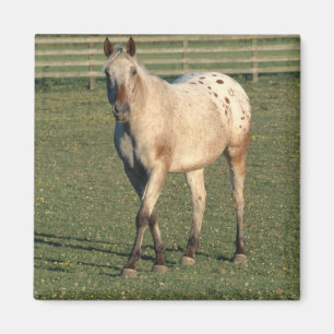 Aimant Appaloosa à pied