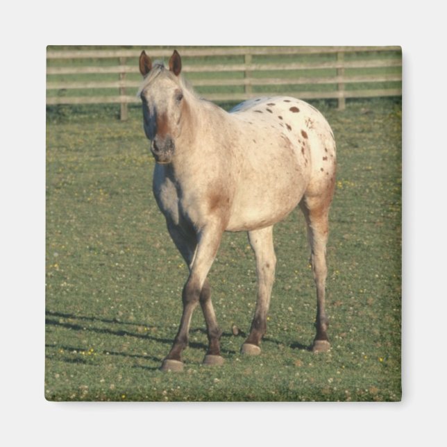 Aimant Appaloosa à pied (Devant)